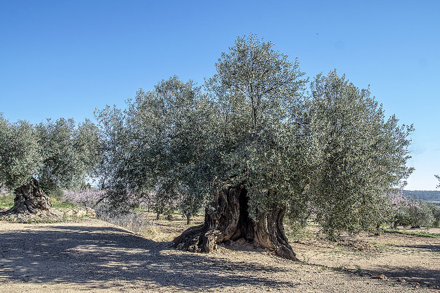Millenials olive trees of Senia - Olivos milenarios del Senia
