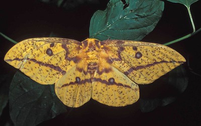 Imperial Moth