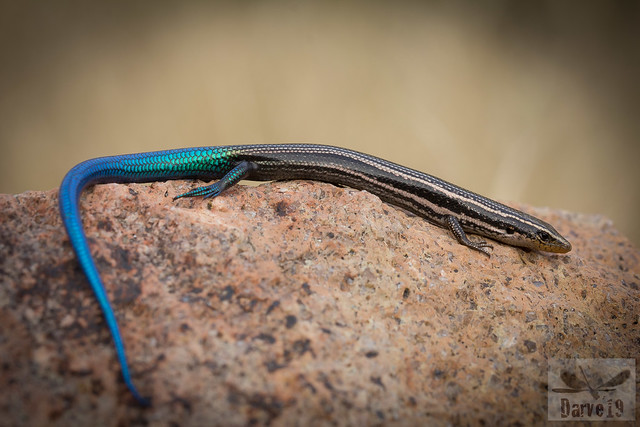 Lisa variable - Chalcides sexlineatus