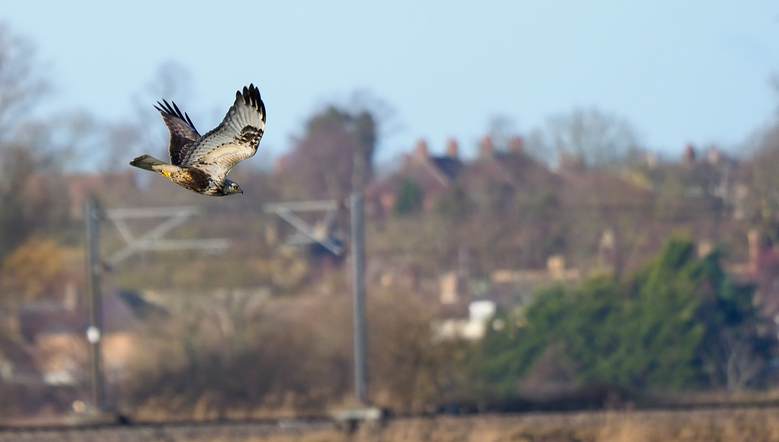 Rough-legged Buzzard - as usual flying away in the breeze....