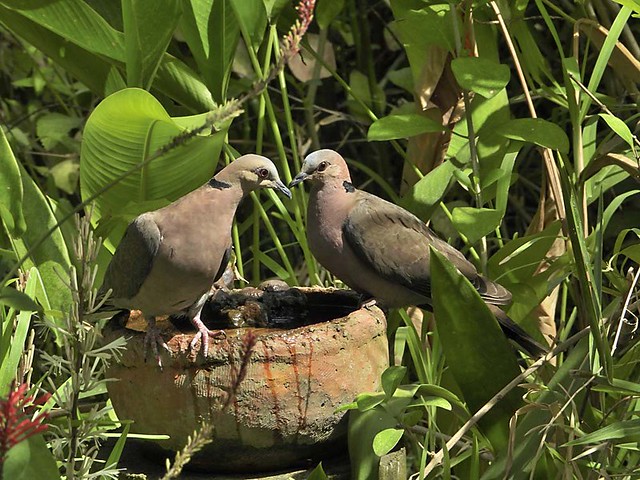 African Morning Dove_017