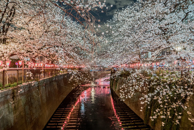 Meguro River Cherry Blossoms | Sakura 2019: Tokyo, Japan