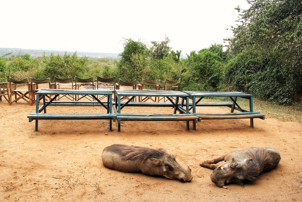 Warthogs, Red Chilli Rest Camp, Murchison Falls