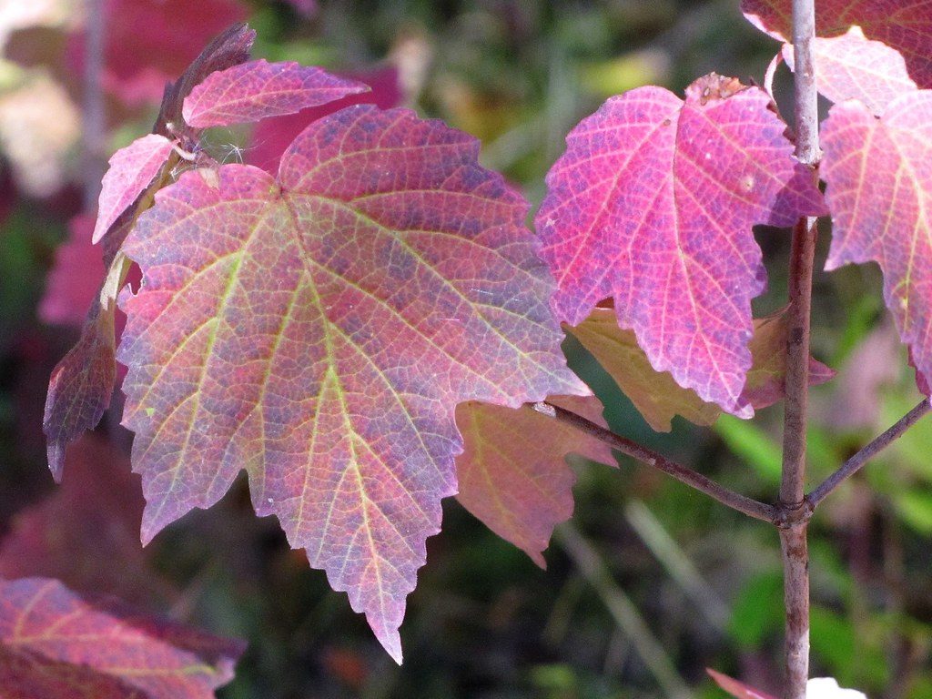 autumn color on the maple leaf viburnum