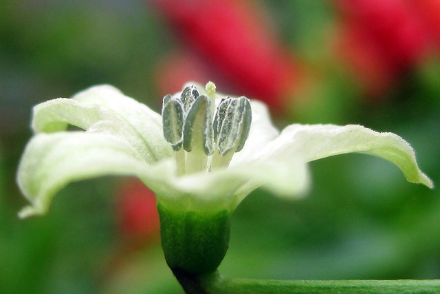 Minuscule Fleur de Piment du jardin