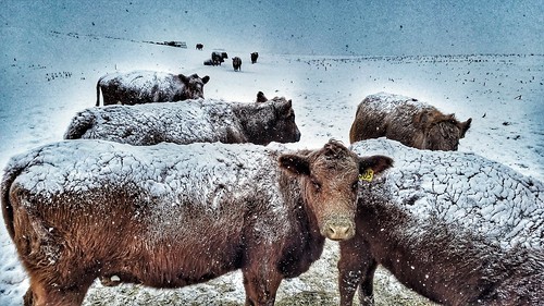 cow cattle winter snow cold field illinois midwest winterweather brutal landscape sliderssunday hss slide spring explore