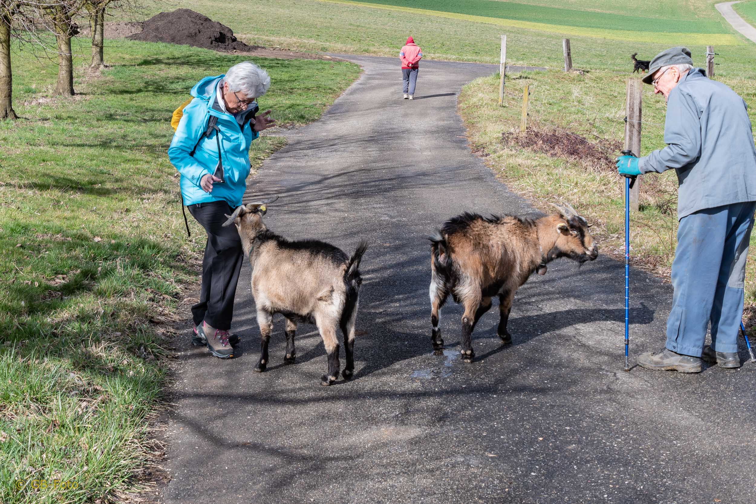 Seniorenwanderung Buuseregg - Magden 07.03.2019