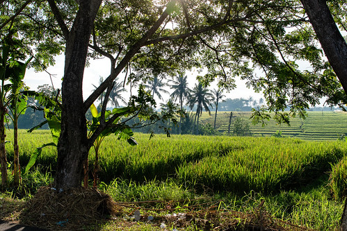 bali indonesien nikon d500 goetzinger reis ris landscape 2019 palm rice asia plantage plantation photooftheday