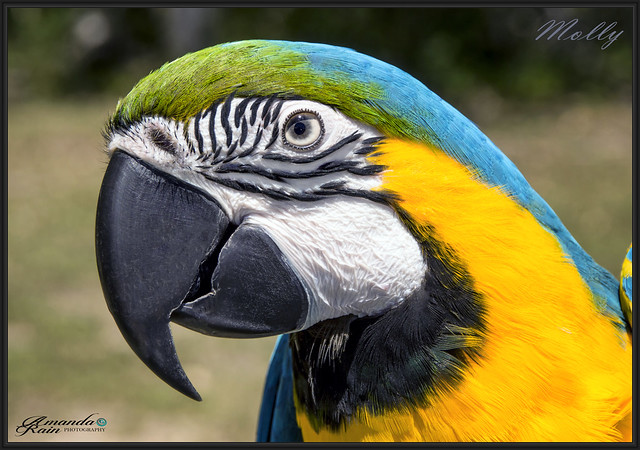 Molly the Macaw 1