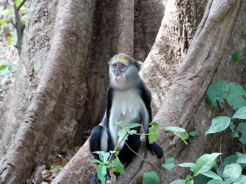 Cercopithecus Lowe Ii 26. Cercopithèque de Lowe - Cercopithecus lowei - Lowe's M… | Flickr