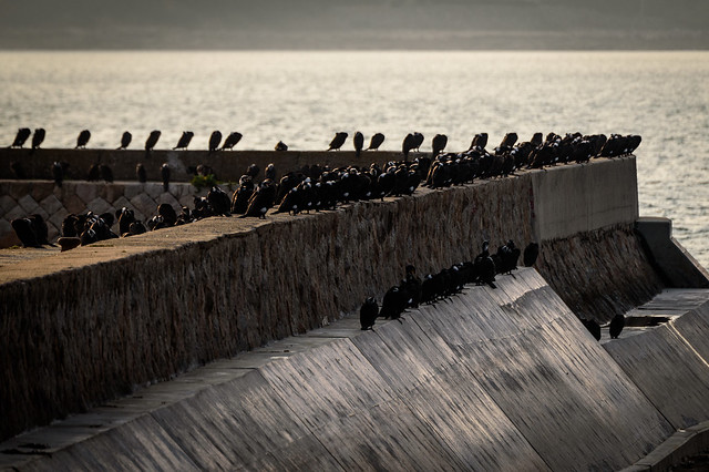 川鵜ーGreat cormorants
