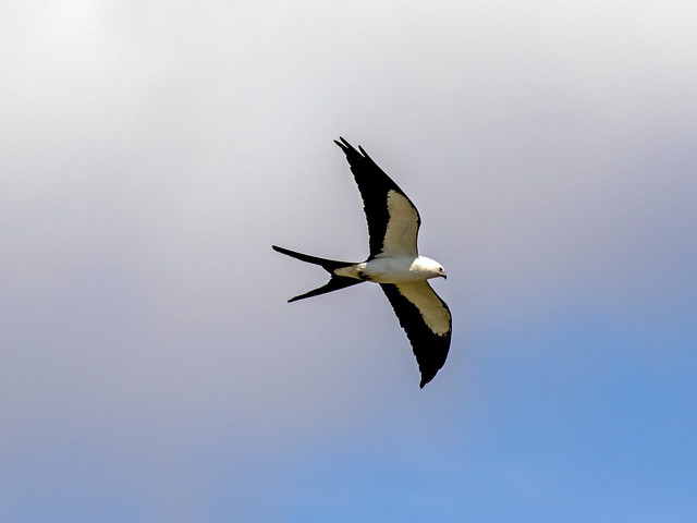Swallow-tailed Kite_1