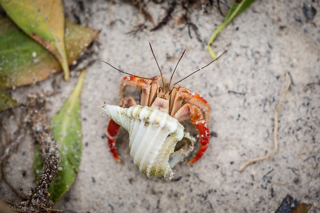 Red Crab in the Shell