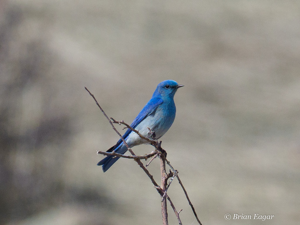 mountain bluebird