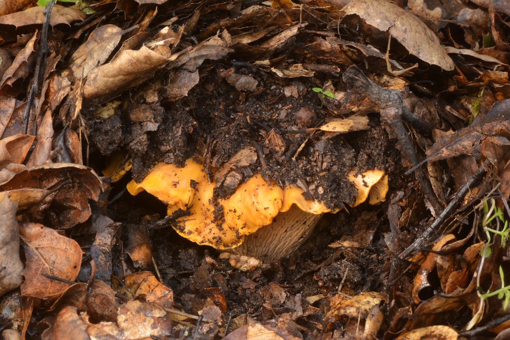 Chanterelle (Cantharellus californicus) mushroom - yum!