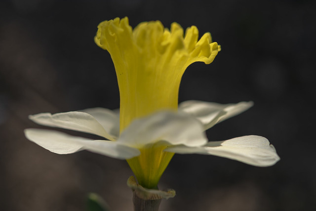 Narcissus daffodil flowers (lat. Narcissus poeticus)
