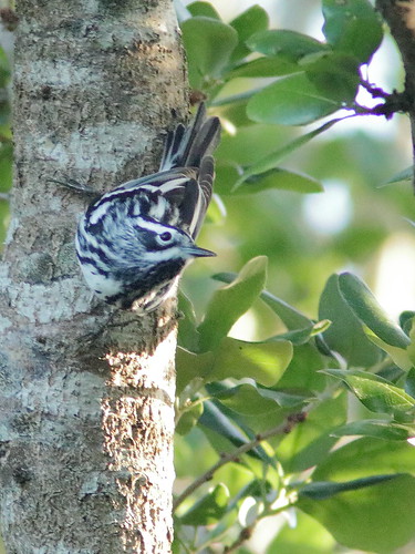Black-and-White Warbler male 04-20190328