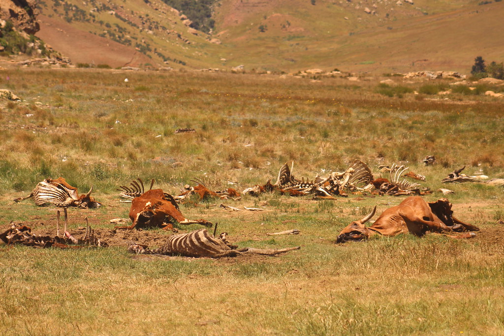 Animal Carcasses | Golden Gate Highlands National Park - Fre… | Flickr