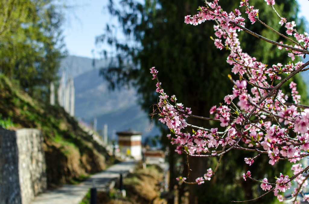 Spring blossoms in Bhutan | Anirudh Rao | Flickr