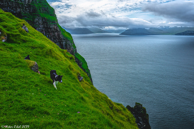 Hike on Kalsoy.. - Nice having a dog with you... :)