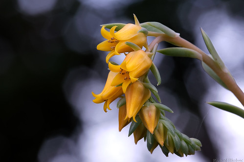 Succulent Bloom | As seen in the San Diego Botanic Garden. | Richard ...