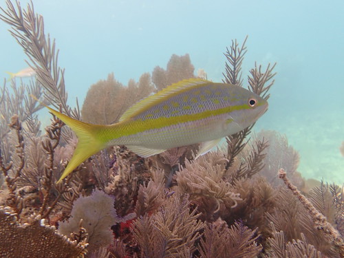 Snorkeling Plus Scuba Tours Spring Break Vacation | by Sail Fish Scuba