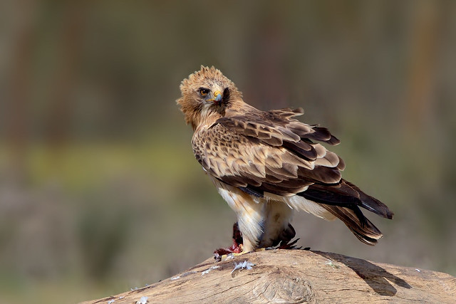 Águia-calçada ( Aquila pennata )