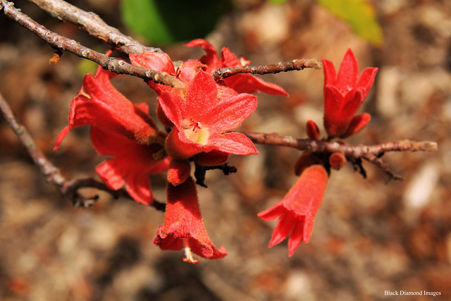 Female Flowers Brachychiton bidwillii - Little Kurrajong