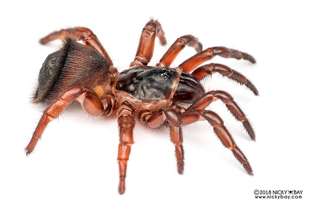 Cork-lid trapdoor spider (Cyclocosmia sp.) - DSC_0810