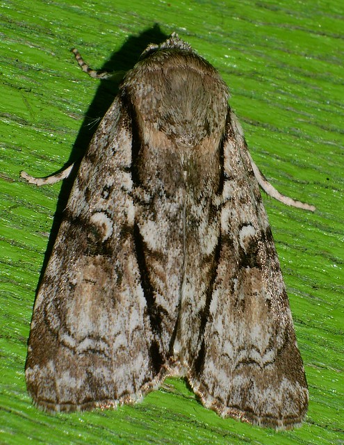 Black stripe squiggle back moth Craniophora fasciata Noctuidae Acronictinae Airlie Beach rainforest P1050189