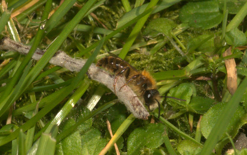 Tawny Mining-bee (Andrena fulva)