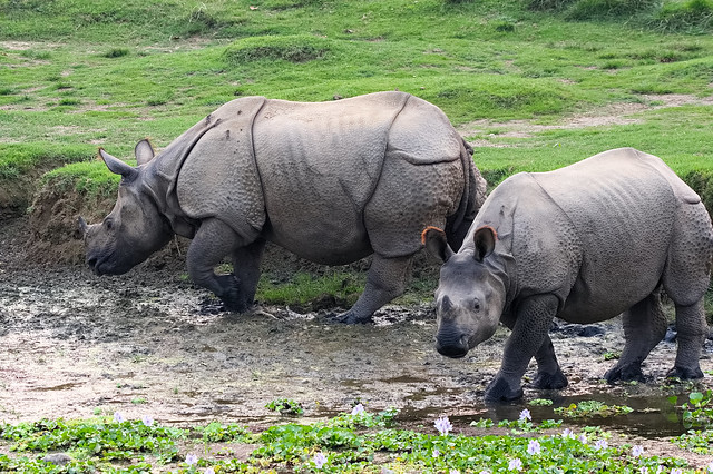 Panzernashorn / Indian rhinoceros (Rhinoceros unicornis)