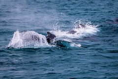 Moreton Island Whale Heat Run-37
