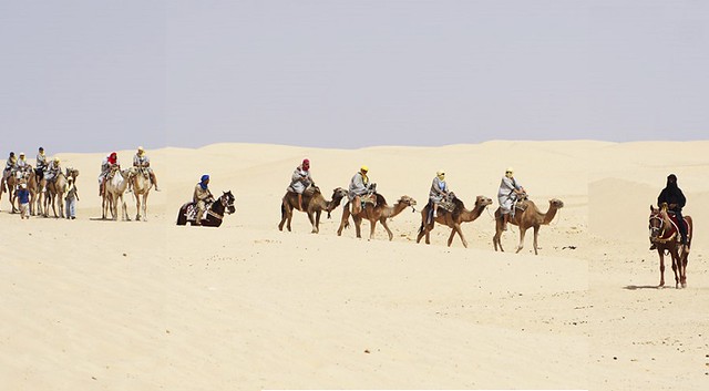 4988 Pilgrims will soon travel from Makkah to Madinah on camel backs 01
