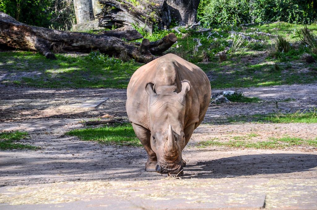 Rhino Safari AK