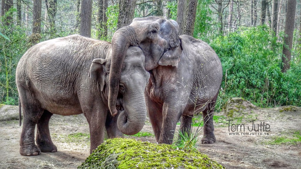 Elephants love, Burgers Zoo, Netherlands - 2377