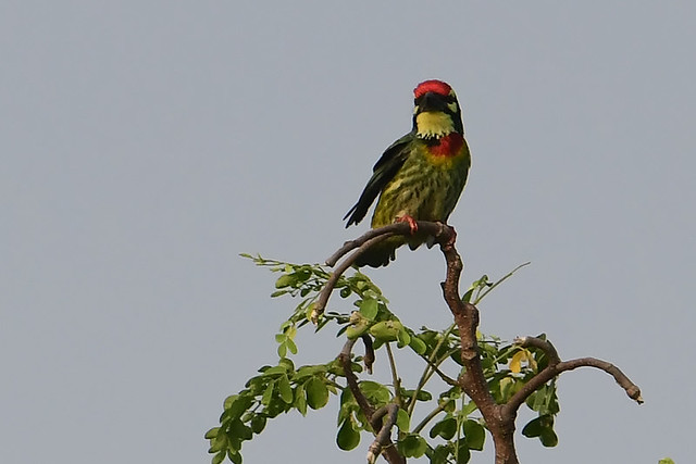 TH: Coppersmith Barbet