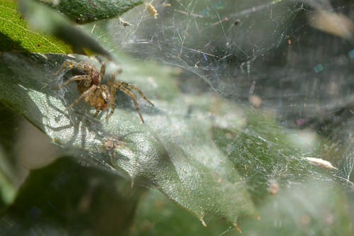 Funnel Web Weaver (Agelenidae) spider in its web | by Treebeard