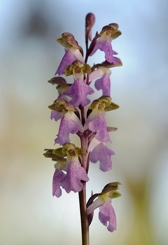 20180530-020X | Spitzels Knabenkraut (Orchis spitzelii) im Norden Gotlands. Gotland/Schweden, 30.05.2018
