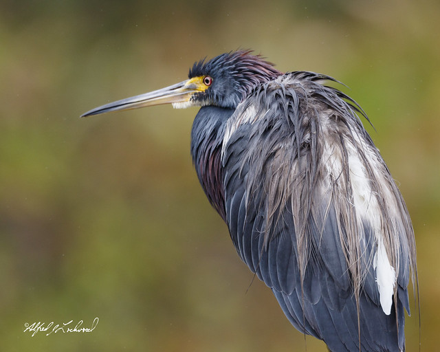 Soggy Tricolored Heron_20A3231