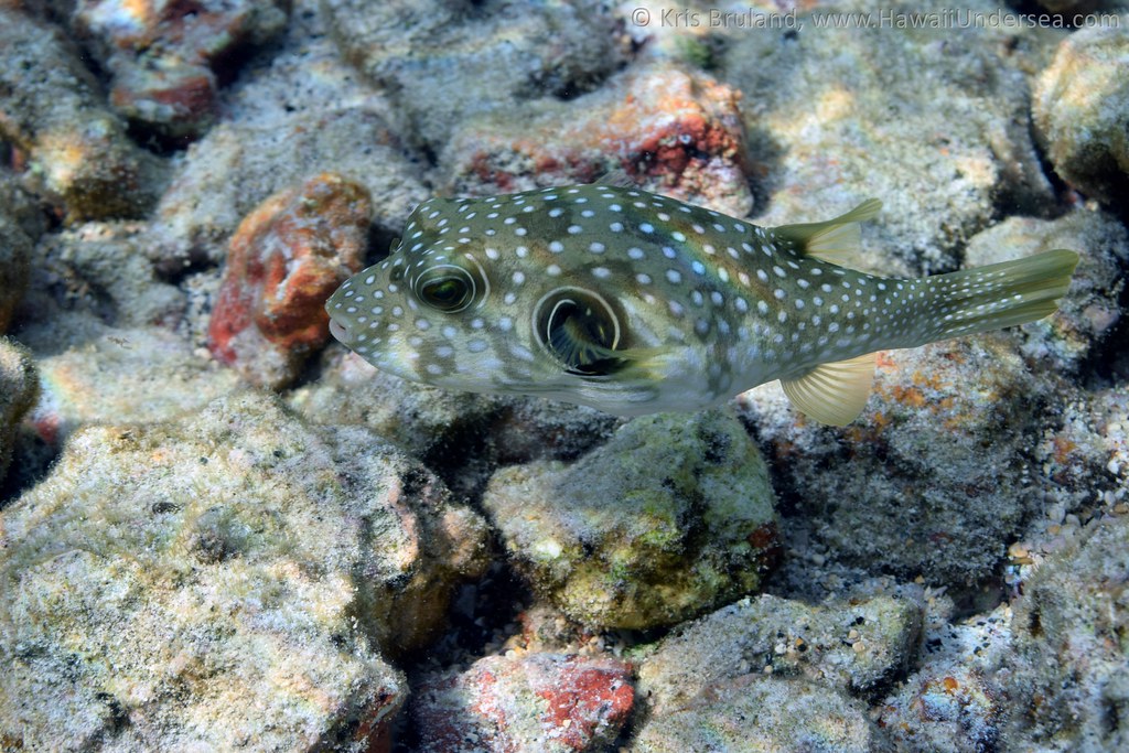 stripebelly pufferfish: Arothron hispidus
