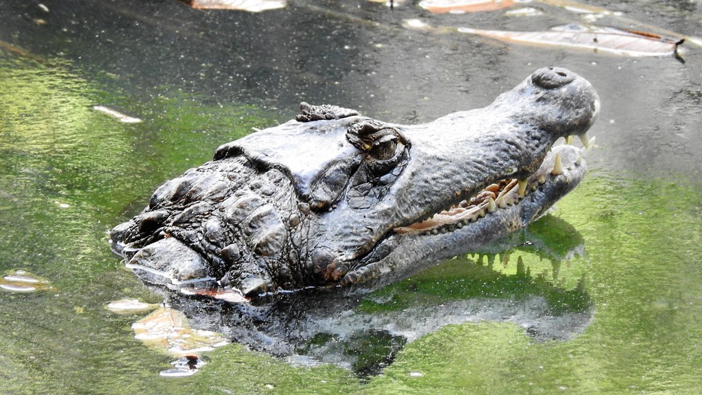 Amazon - Alligator