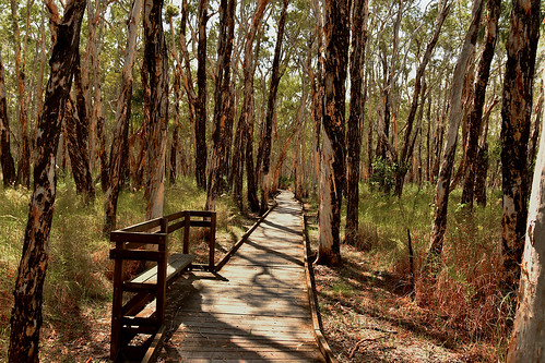 landscape nikond5500 nikkor18200mm woodgate paperbark trees queensland australia bundaberg 2019