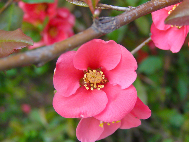 Japanese quince (Chaenomeles japonica)