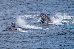 Moreton Island Whale Heat Run-19