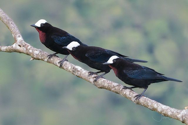 Sericossypha albocristata - White-capped Tanager