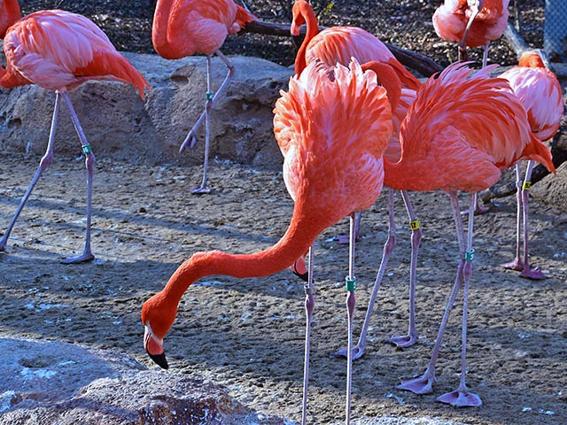 Flamingos in the Cold (1)