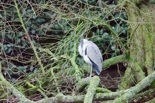 Two herons exchanging glances, West Park