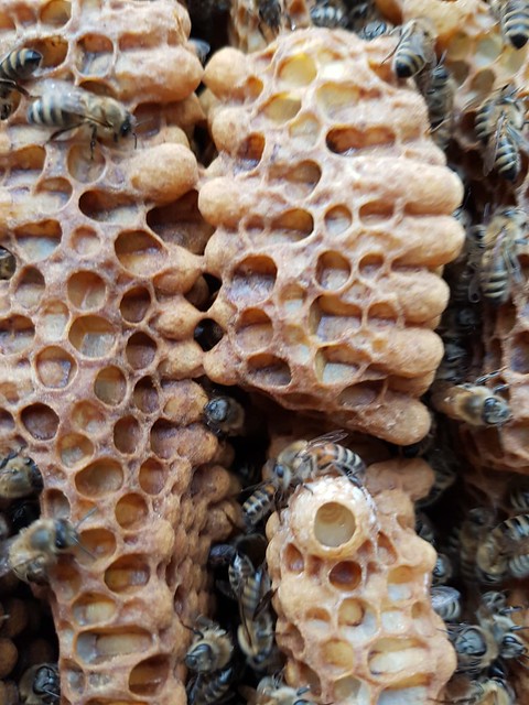 Blick in die Bienenkiste mit Weiselzelle im Larvenstadium, darüber Drohnenbrut