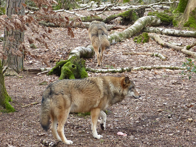 Loup au Parc Argonne Découverte 03.2019